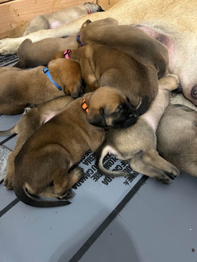 Mastiff Puppies media 4