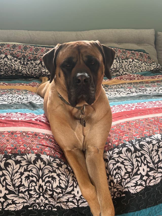 Mastiff Puppies media 5