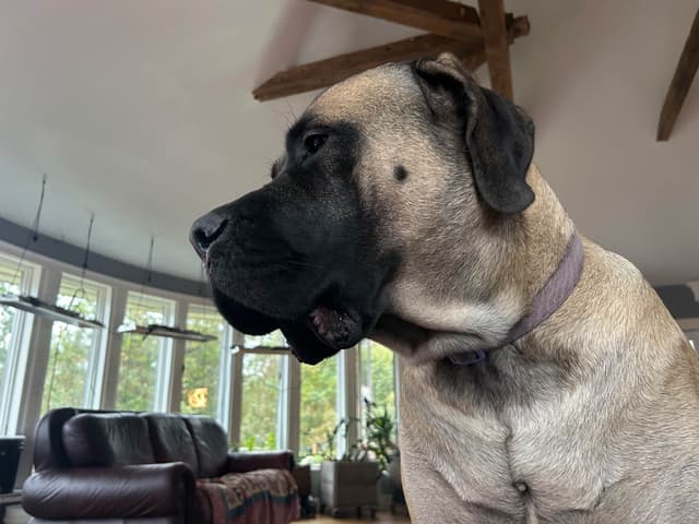 Mastiff Puppies media 6