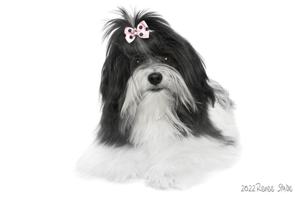 Havanese Puppies breeder image 1