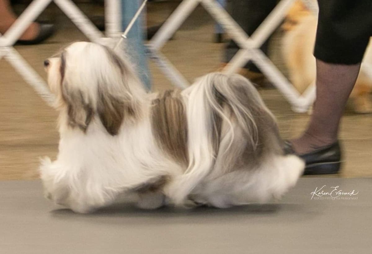 Havanese Puppies breeder image 3