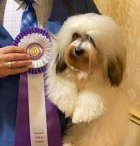 Havanese Puppies breeder image 7