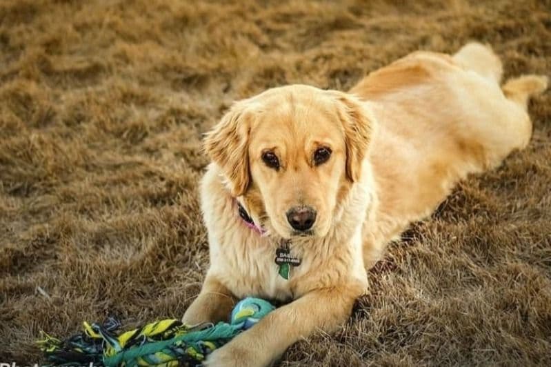 Golden Retriever Puppies breeder image 1