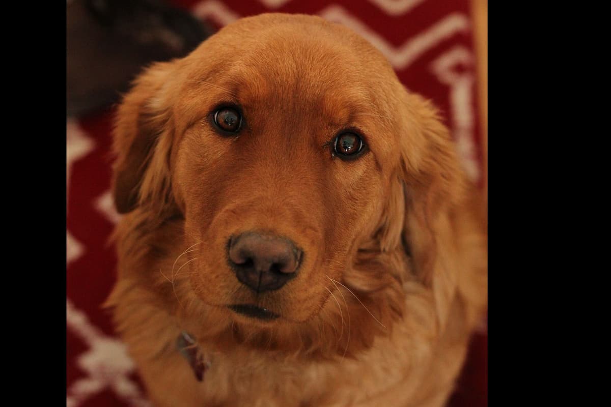 Golden Retriever Puppies breeder image 2