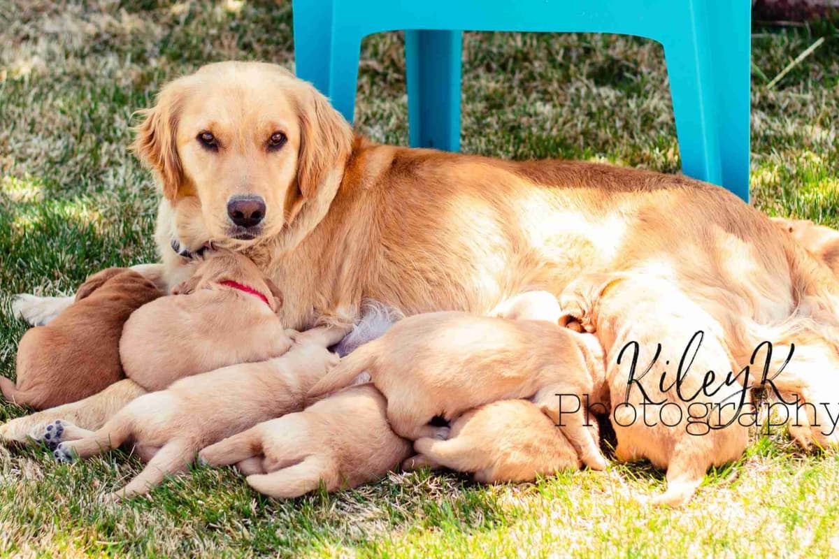 Golden Retriever Puppies breeder image 4