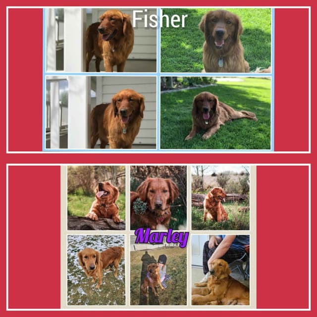 Golden Retriever Puppies media 3