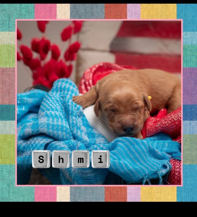 Golden Retriever Puppies media 4