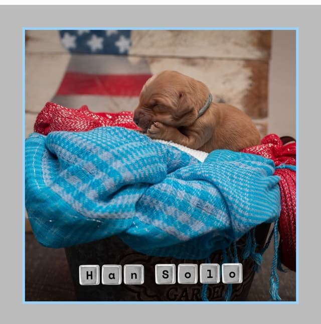 Golden Retriever Puppies media 5