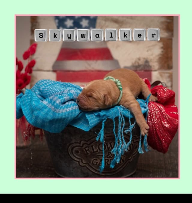 Golden Retriever Puppies media 7
