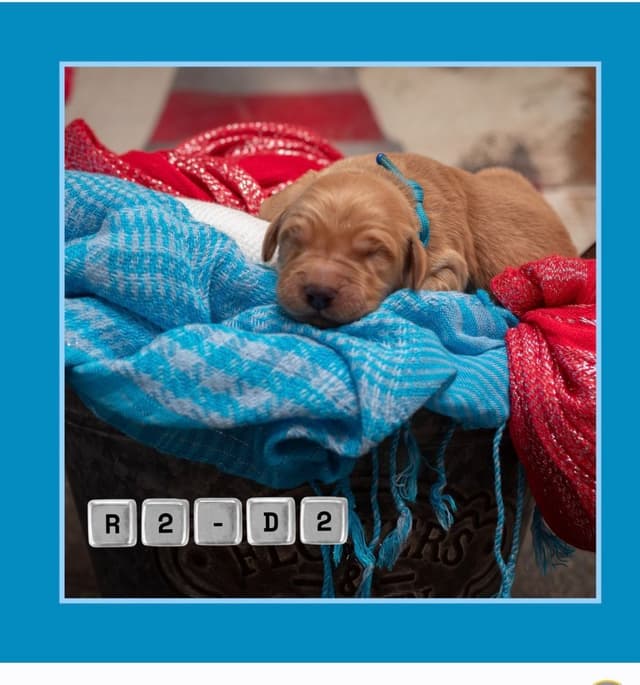 Golden Retriever Puppies media 9