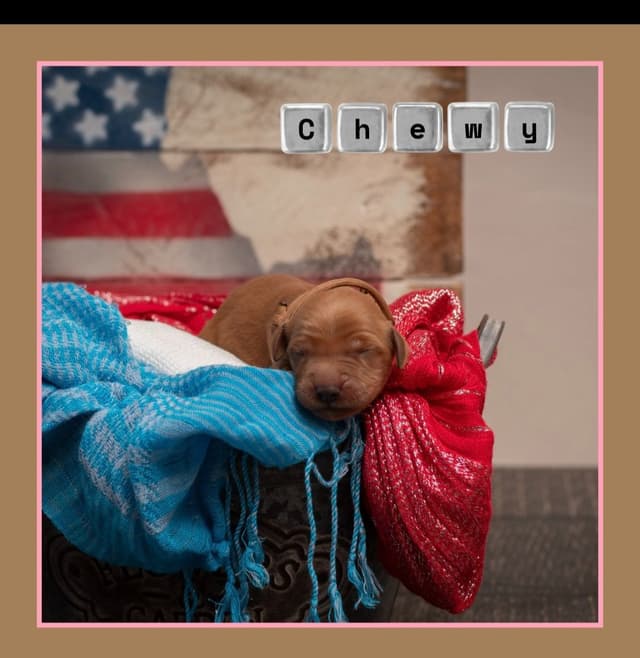 Golden Retriever Puppies media 8