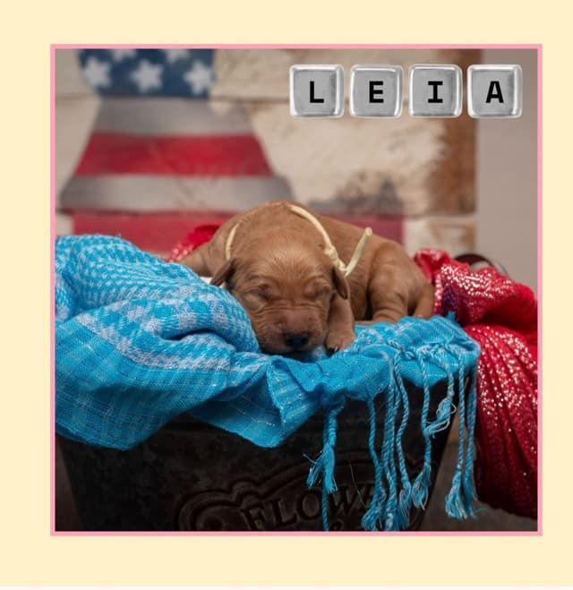 Golden Retriever Puppies media 10