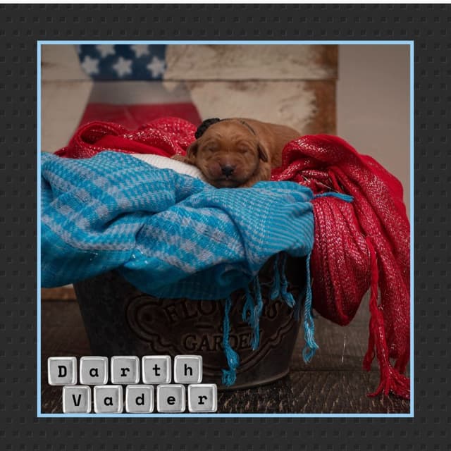 Golden Retriever Puppies media 12
