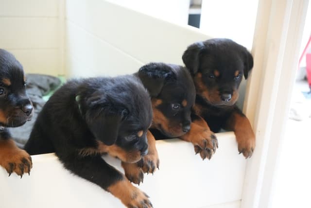 Rottweiler Puppies media 4