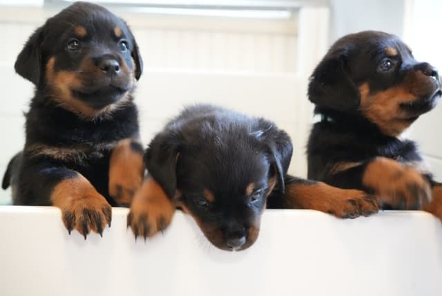 Rottweiler Puppies media 5