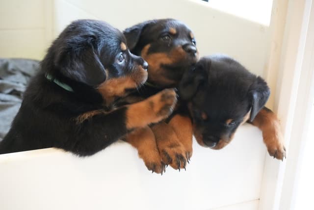 Rottweiler Puppies media 6