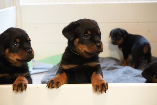 Rottweiler Puppies media 7