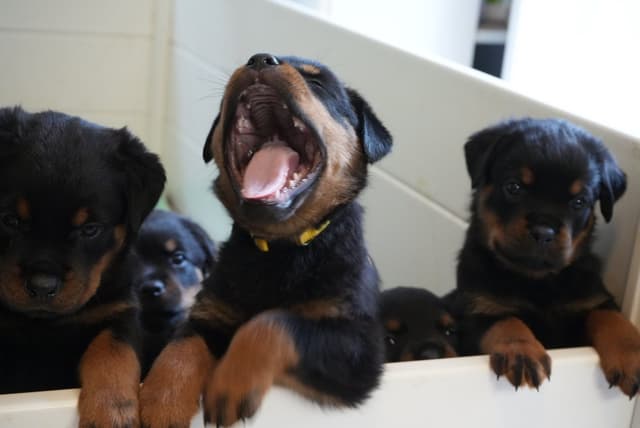 Rottweiler Puppies media 9