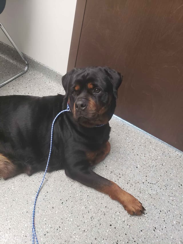Rottweiler Puppies media 10