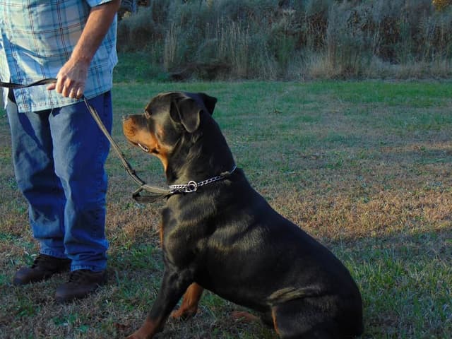 Rottweiler Puppies media 11