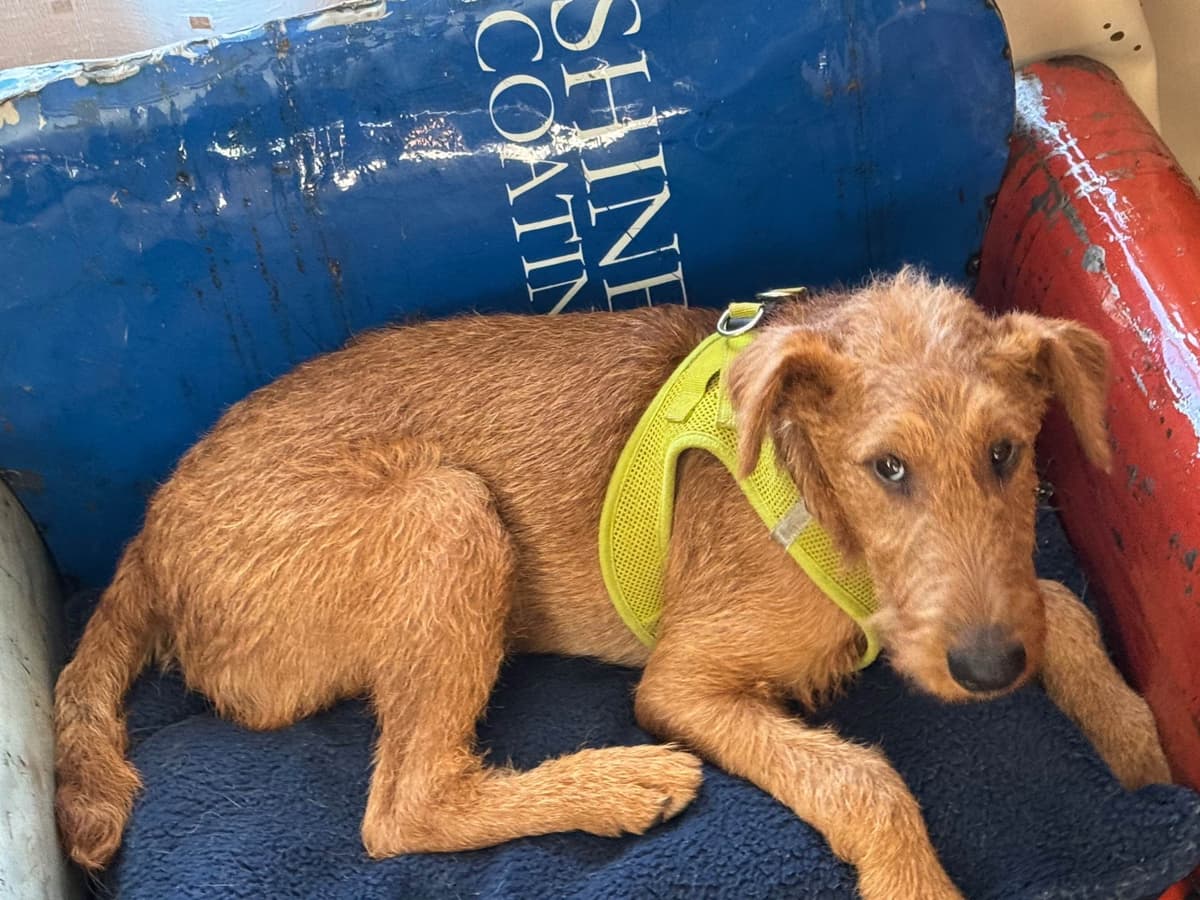 Irish Terrier Puppies breeder image 1