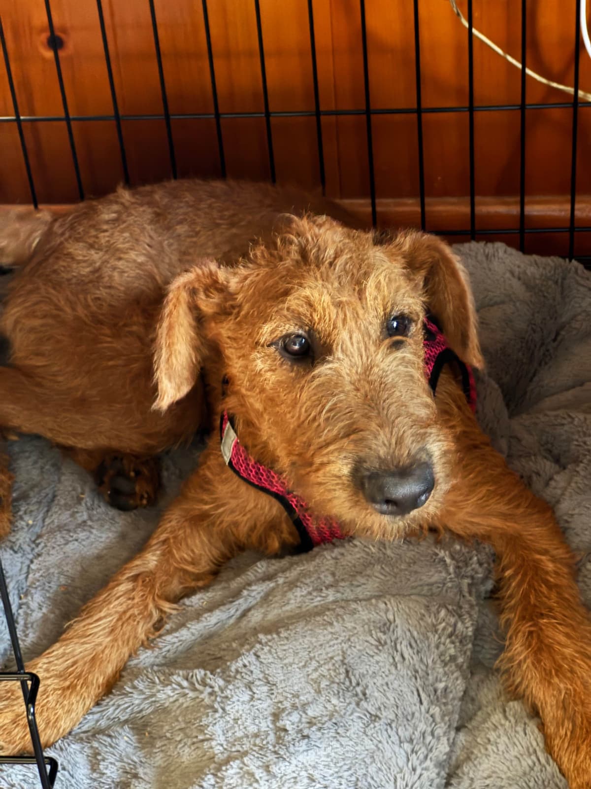 Irish Terrier Puppies breeder image 2