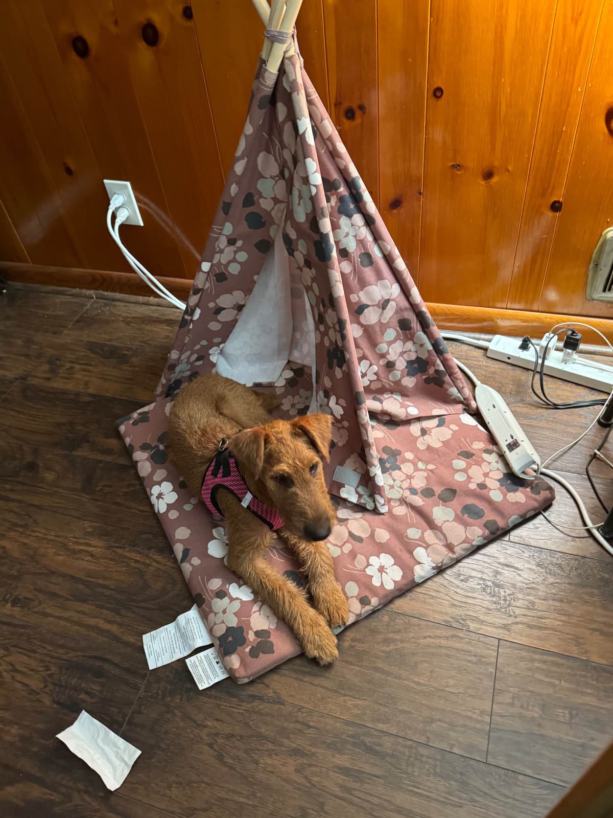 Irish Terrier Puppies breeder image 3