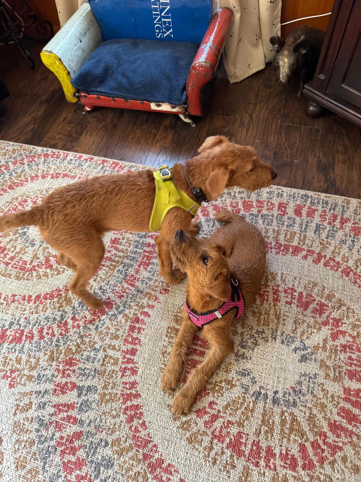 Irish Terrier Puppies breeder image 4