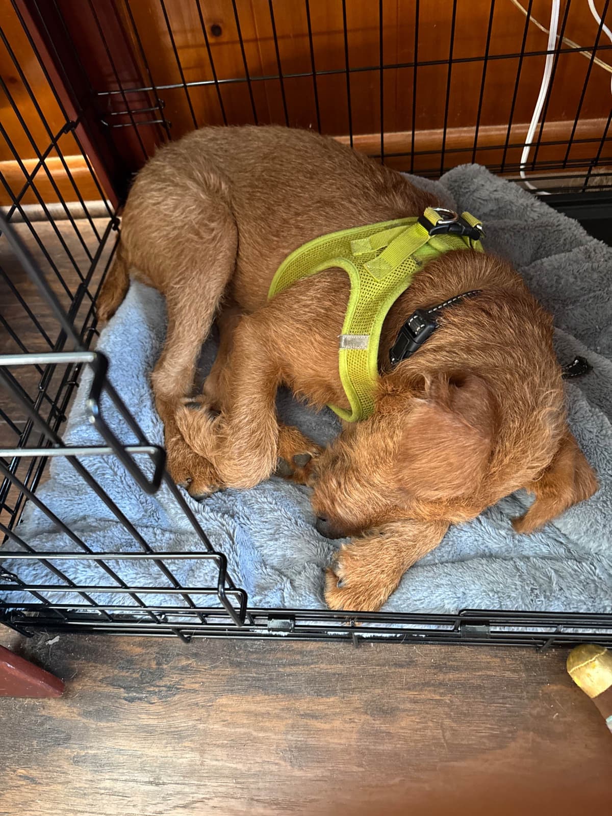 Irish Terrier Puppies breeder image 5