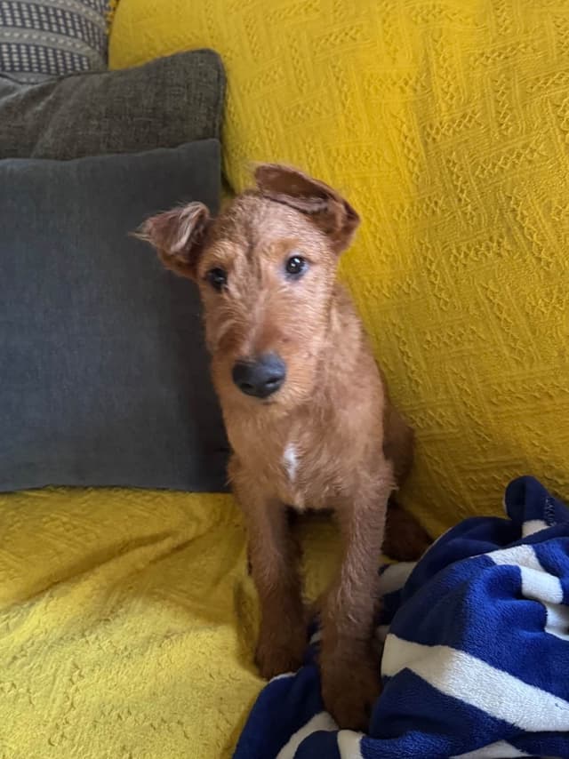 Irish Terrier Puppies media 2