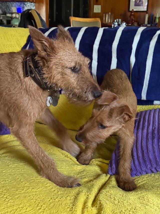 Irish Terrier Puppies media 3
