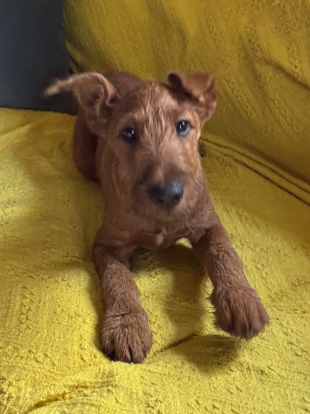 Irish Terrier Puppies media 5