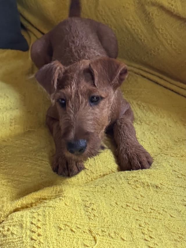Irish Terrier Puppies media 4