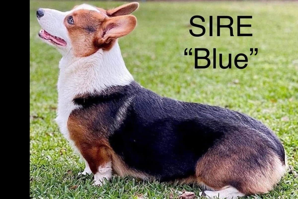Pembroke Welsh Corgi Puppies breeder image 2