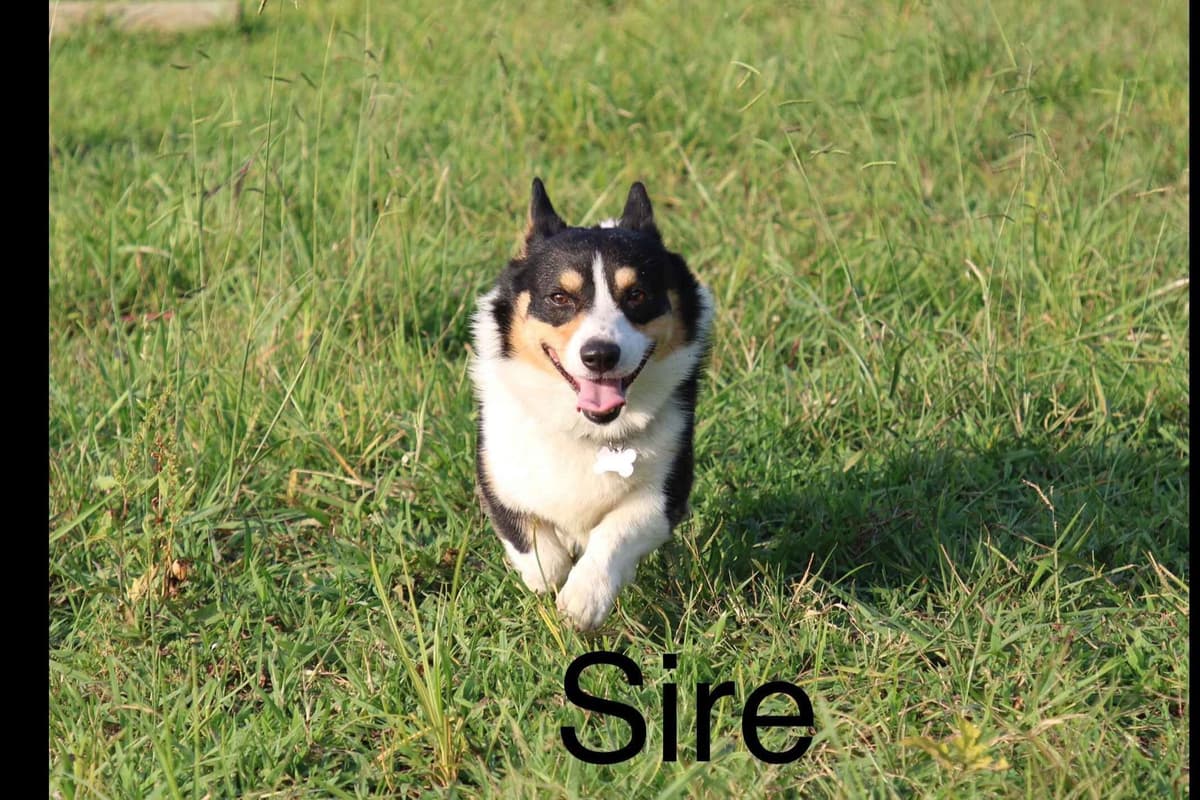 Pembroke Welsh Corgi Puppies breeder image 5