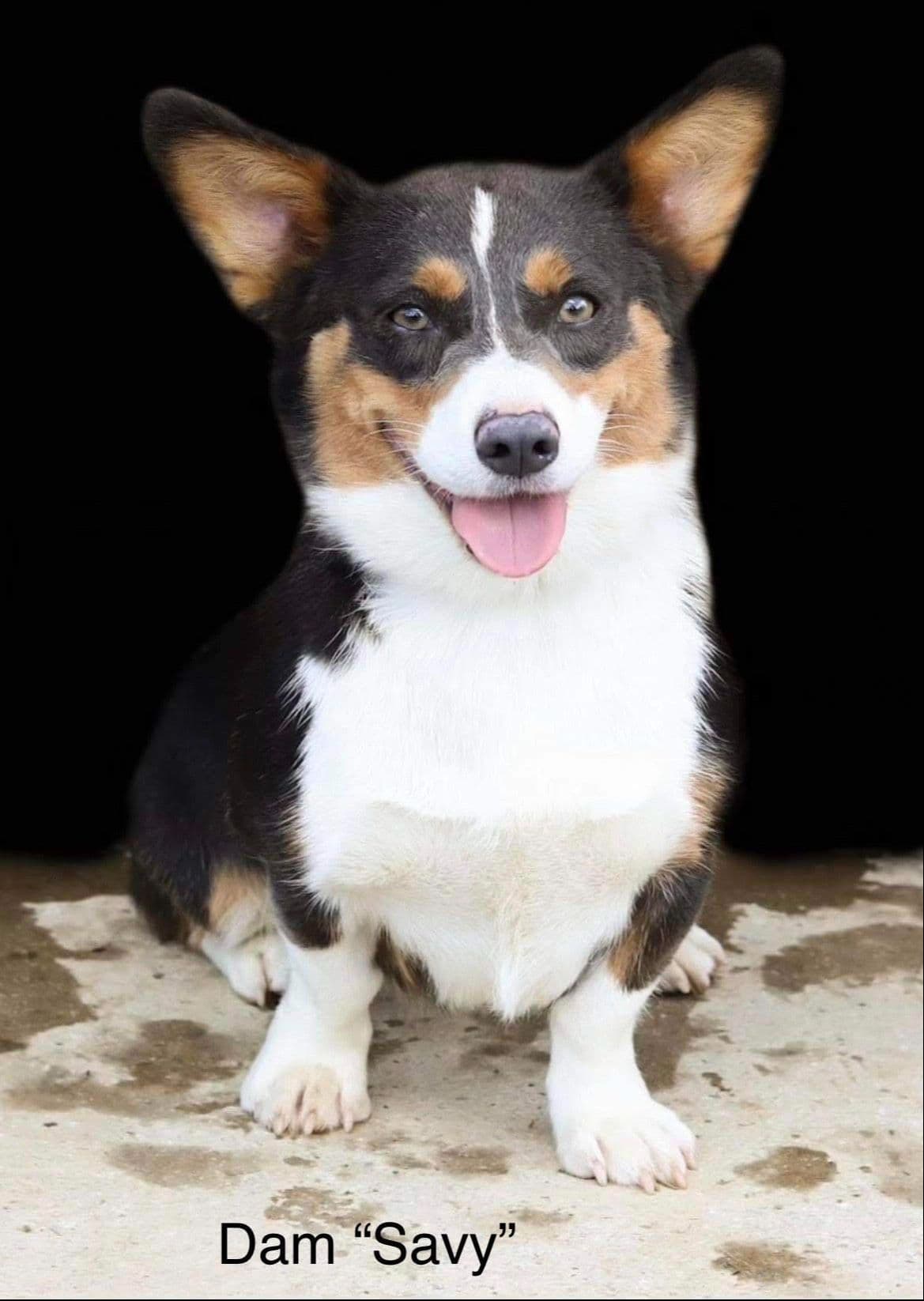 Pembroke Welsh Corgi Puppies breeder image 1