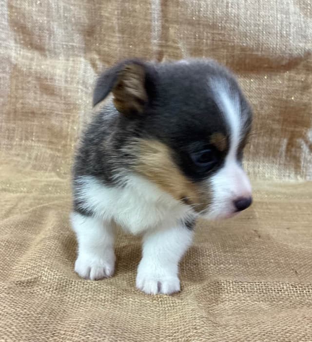 Pembroke Welsh Corgi Puppies media 5