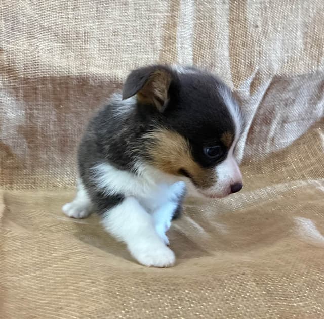 Pembroke Welsh Corgi Puppies media 2