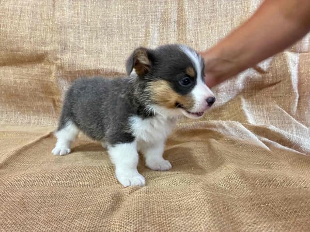 Pembroke Welsh Corgi Puppies media 4