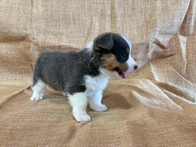 Pembroke Welsh Corgi Puppies media 3