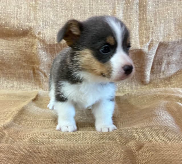 Pembroke Welsh Corgi Puppies media 6