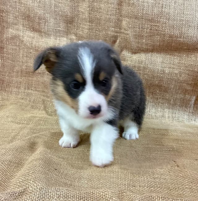Pembroke Welsh Corgi Puppies media 7