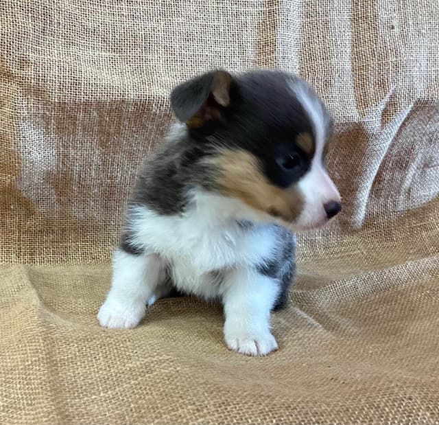 Pembroke Welsh Corgi Puppies media 9