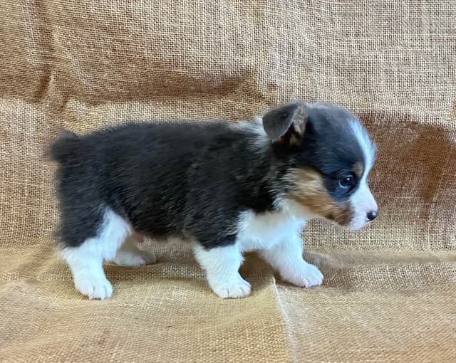 Pembroke Welsh Corgi Puppies media 10