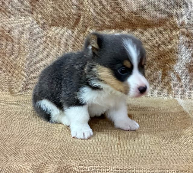 Pembroke Welsh Corgi Puppies media 12