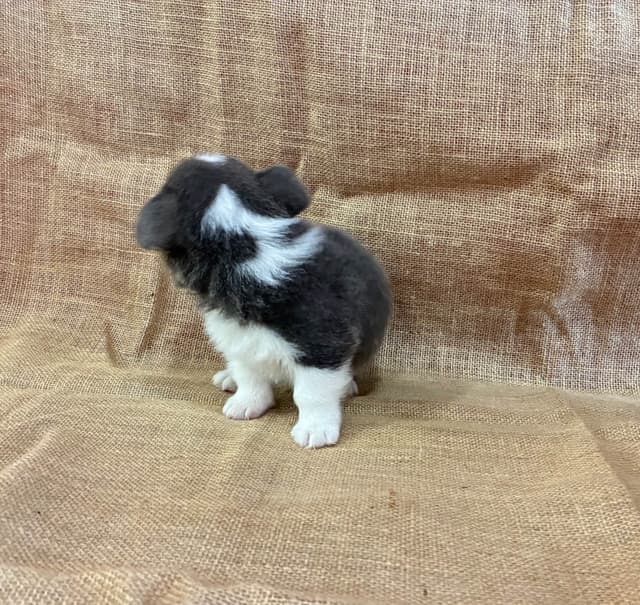 Pembroke Welsh Corgi Puppies media 11