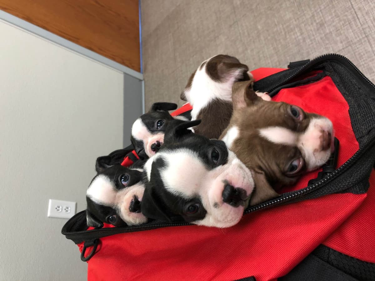 Beagle Puppies breeder image 11