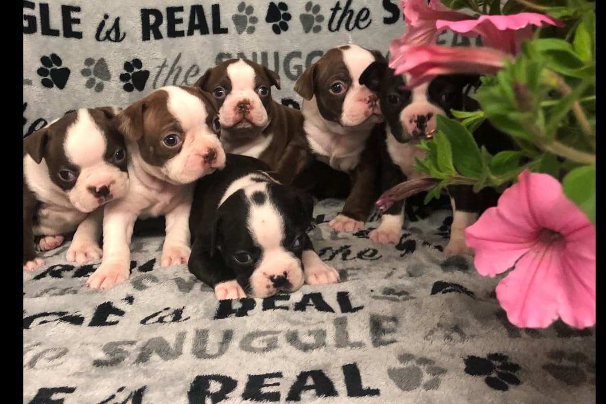Beagle Puppies breeder image 13