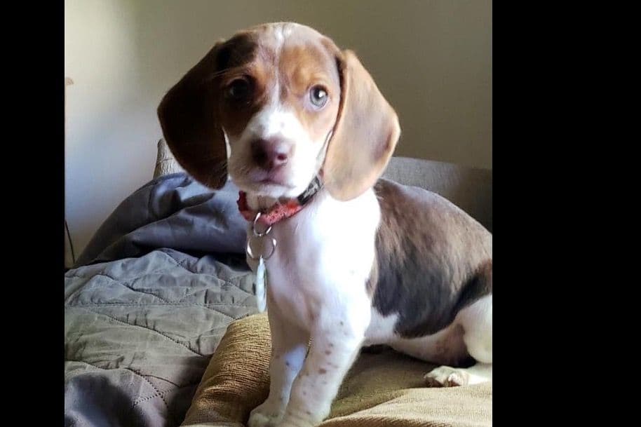 Beagle Puppies breeder image 15