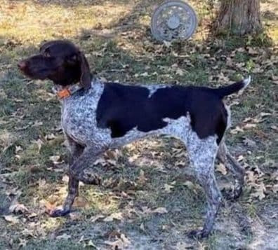 Silver Standard Poodle breeder image 2